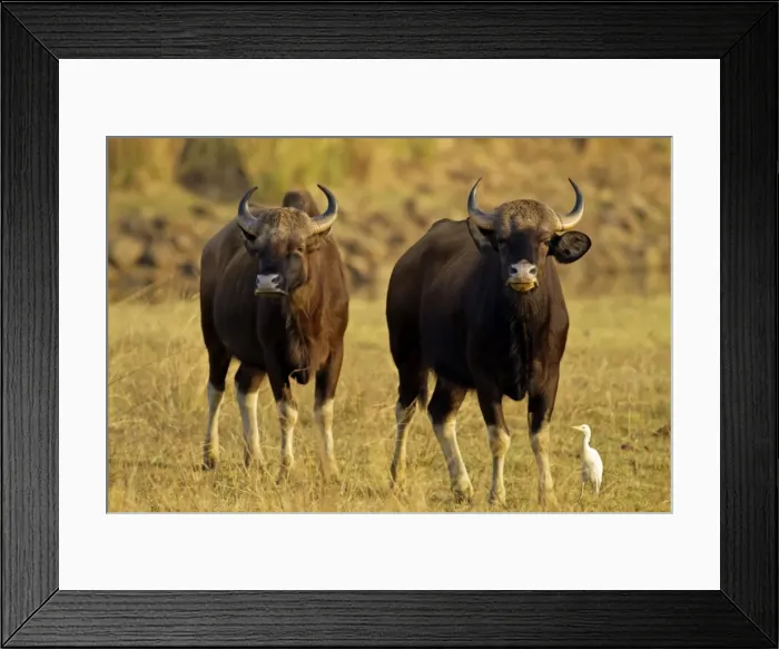 Framed Print : Picture No. 11014576 Framed Print : Picture No. 11014576