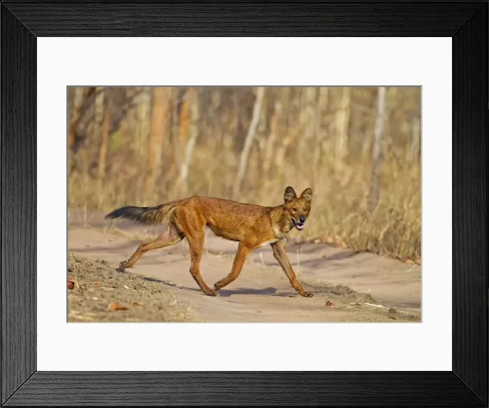 Framed Print : Picture No. 11014579 Framed Print : Picture No. 11014579