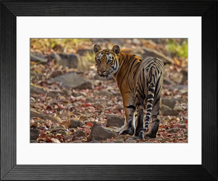 Framed Print : Picture No. 11014578 Framed Print : Picture No. 11014578