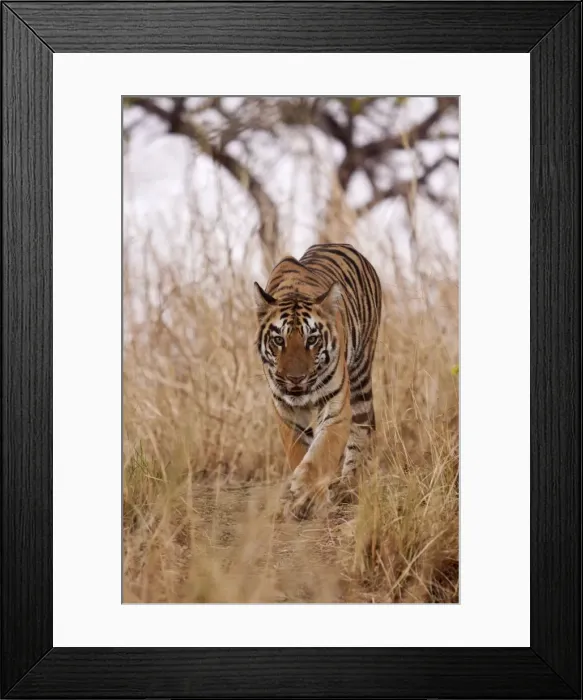 Framed Print : Picture No. 11014584 Framed Print : Picture No. 11014584