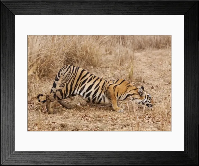 Framed Print : Picture No. 11014585 Framed Print : Picture No. 11014585