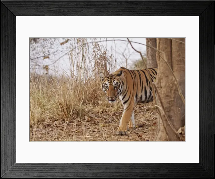 Framed Print : Picture No. 11014586 Framed Print : Picture No. 11014586
