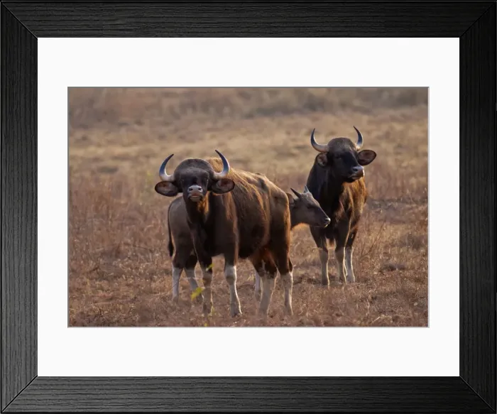 Framed Print : Picture No. 11014587 Framed Print : Picture No. 11014587