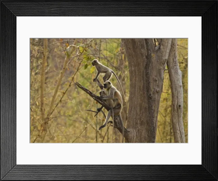 Framed Print : Picture No. 11014588 Framed Print : Picture No. 11014588