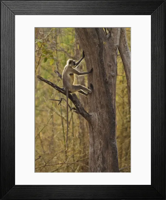 Framed Print : Picture No. 11014589 Framed Print : Picture No. 11014589