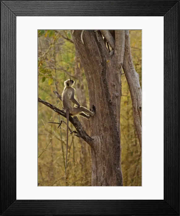 Framed Print : Picture No. 11014590 Framed Print : Picture No. 11014590