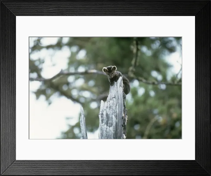 Framed Print : Picture No. 11013689 Framed Print : Picture No. 11013689