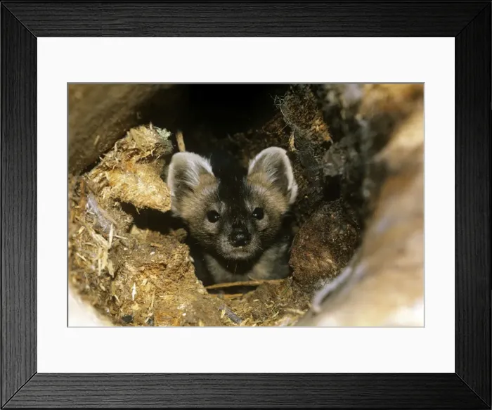 Framed Print : Picture No. 11013690 Framed Print : Picture No. 11013690