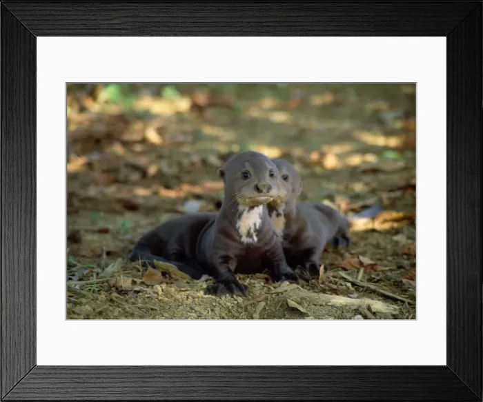 Framed Print : Picture No. 11013691 Framed Print : Picture No. 11013691