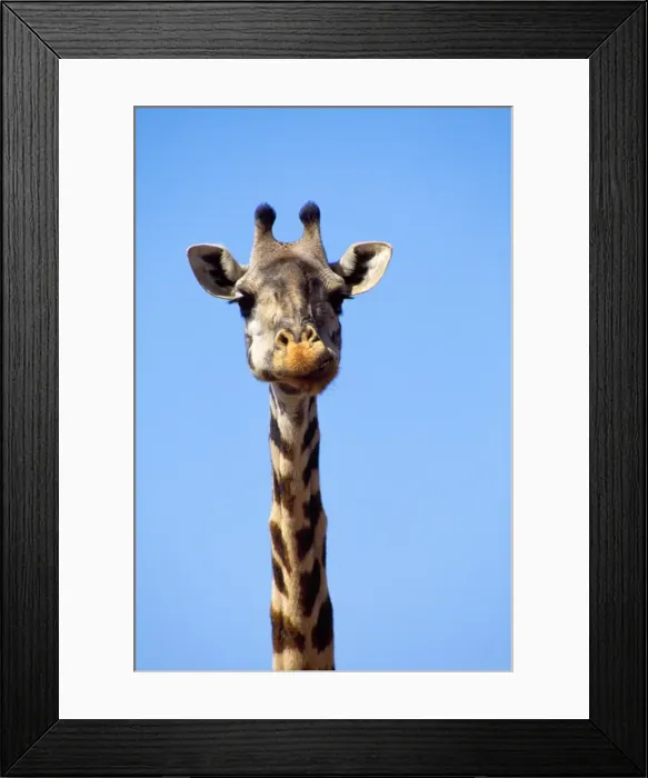 Framed Print : Picture No. 11013692 Framed Print : Picture No. 11013692