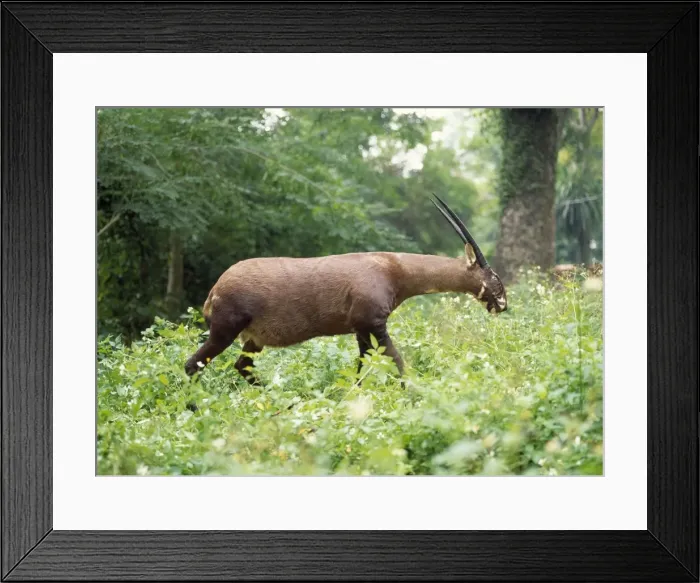 Framed Print : Picture No. 11013693 Framed Print : Picture No. 11013693