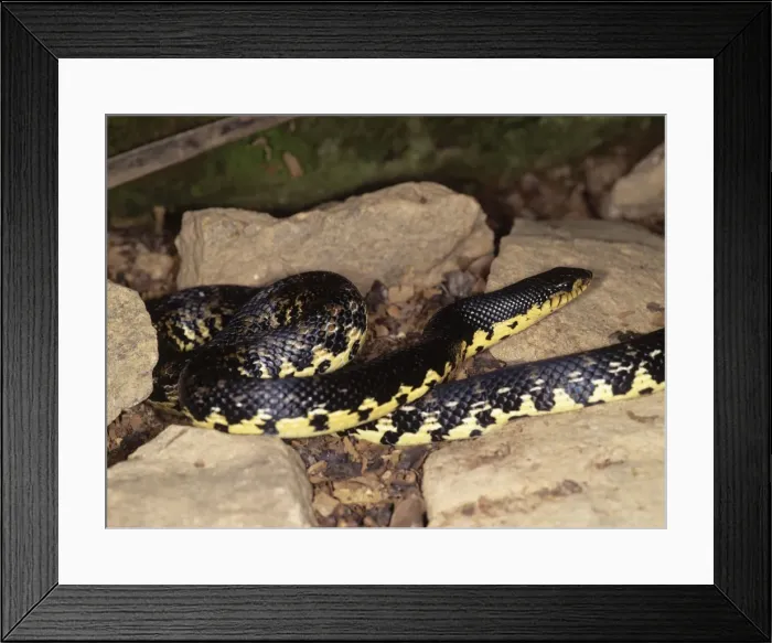 Framed Print : Picture No. 11013735 Framed Print : Picture No. 11013735