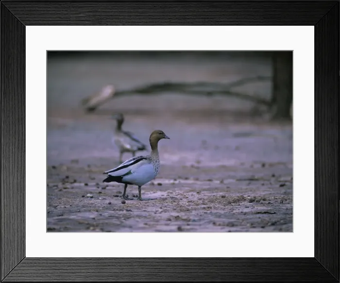 Framed Print : Picture No. 11013694 Framed Print : Picture No. 11013694