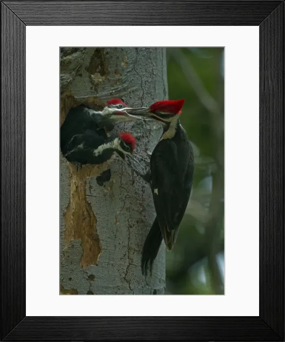 Framed Print : Picture No. 11049986 Framed Print : Picture No. 11049986