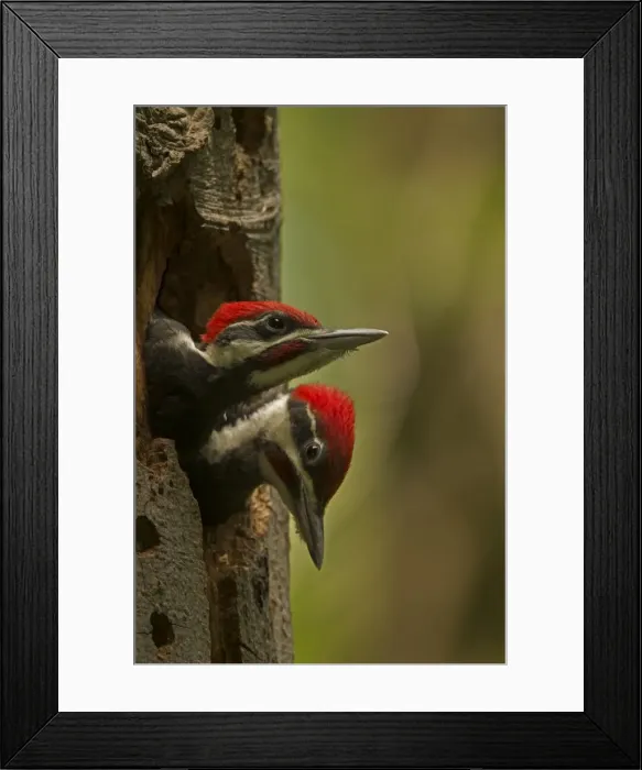 Framed Print : Picture No. 11049987 Framed Print : Picture No. 11049987