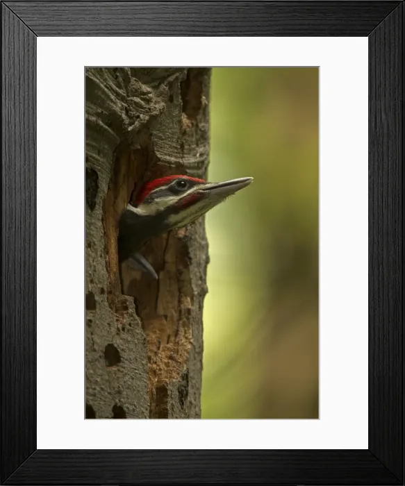 Framed Print : Picture No. 11049988 Framed Print : Picture No. 11049988