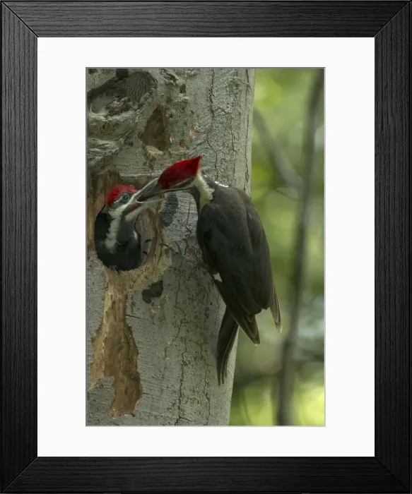 Framed Print : Picture No. 11049989 Framed Print : Picture No. 11049989