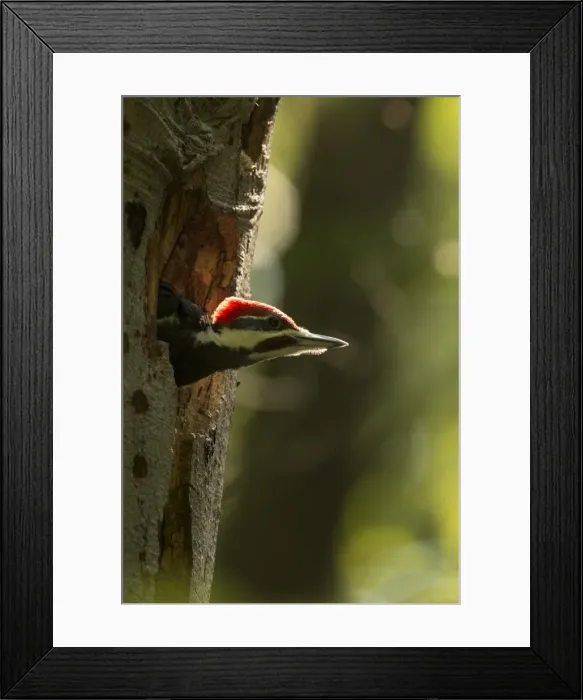 Framed Print : Picture No. 11049990 Framed Print : Picture No. 11049990