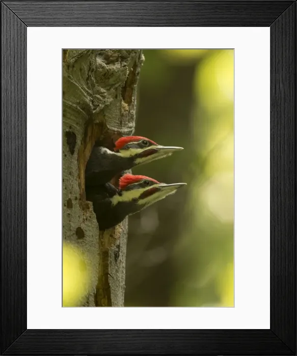 Framed Print : Picture No. 11049991 Framed Print : Picture No. 11049991