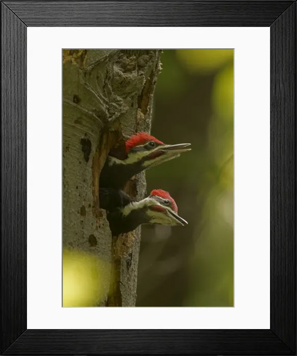 Framed Print : Picture No. 11049992 Framed Print : Picture No. 11049992