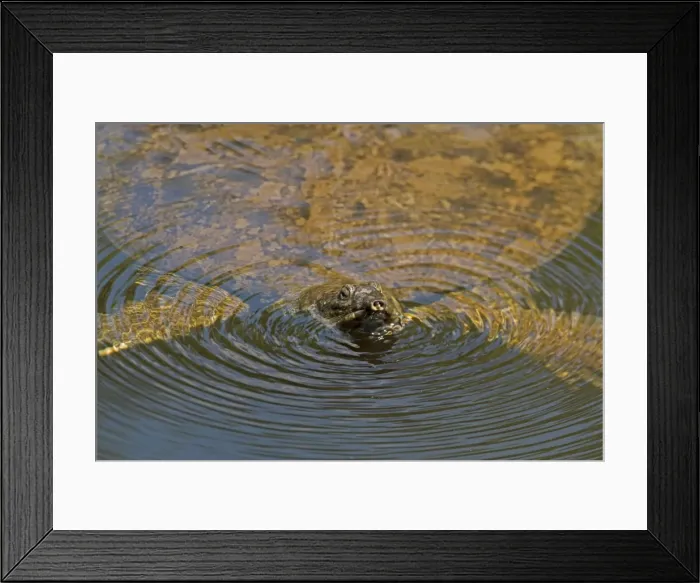 Framed Print : Picture No. 11049993 Framed Print : Picture No. 11049993