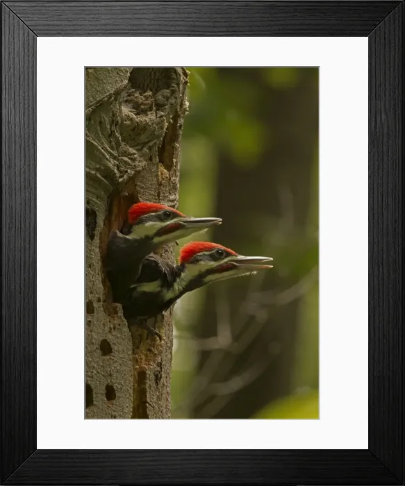 Framed Print : Picture No. 11049994 Framed Print : Picture No. 11049994