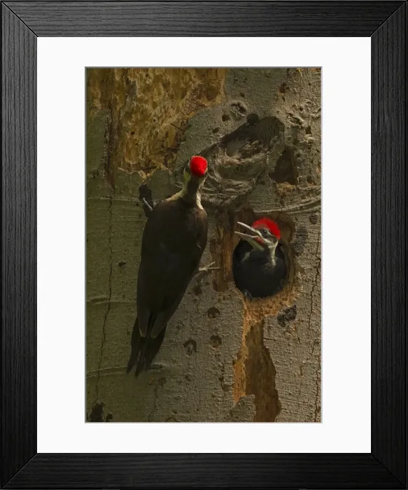 Framed Print : Picture No. 11049995 Framed Print : Picture No. 11049995
