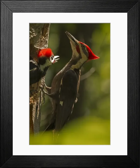 Framed Print : Picture No. 11049996 Framed Print : Picture No. 11049996