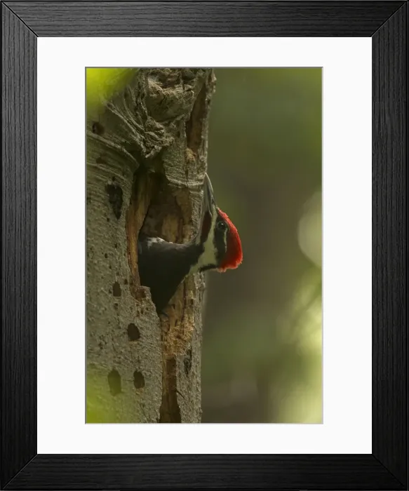 Framed Print : Picture No. 11049997 Framed Print : Picture No. 11049997