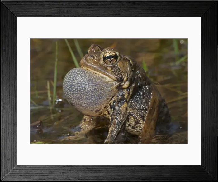 Framed Print : Picture No. 11049998 Framed Print : Picture No. 11049998