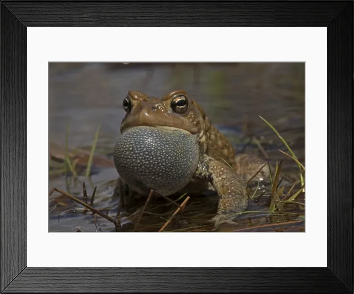 Framed Print : Picture No. 11049999 Framed Print : Picture No. 11049999