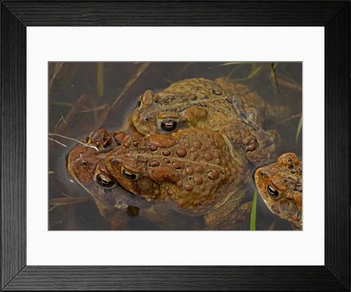 Framed Print : Picture No. 11050000 Framed Print : Picture No. 11050000