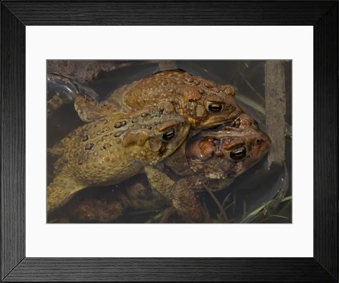 Framed Print : Picture No. 11050001 Framed Print : Picture No. 11050001