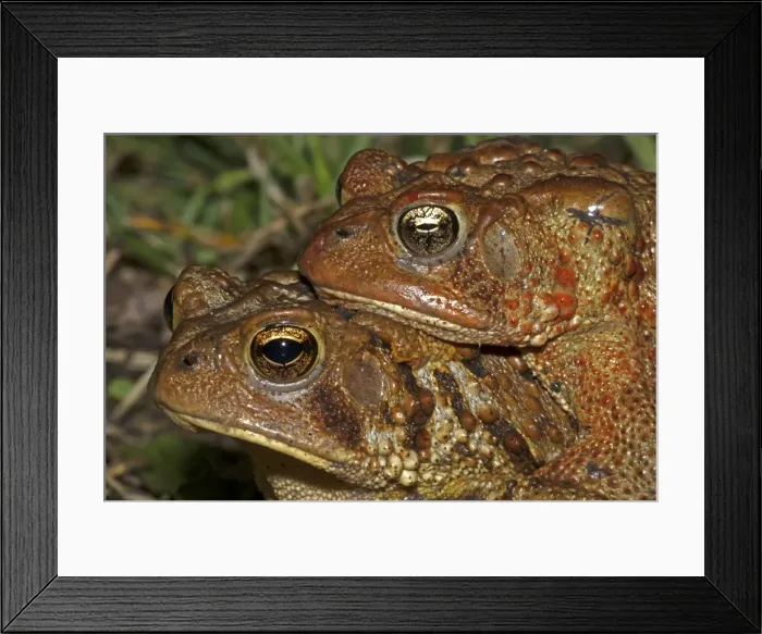 Framed Print : Picture No. 11050002 Framed Print : Picture No. 11050002