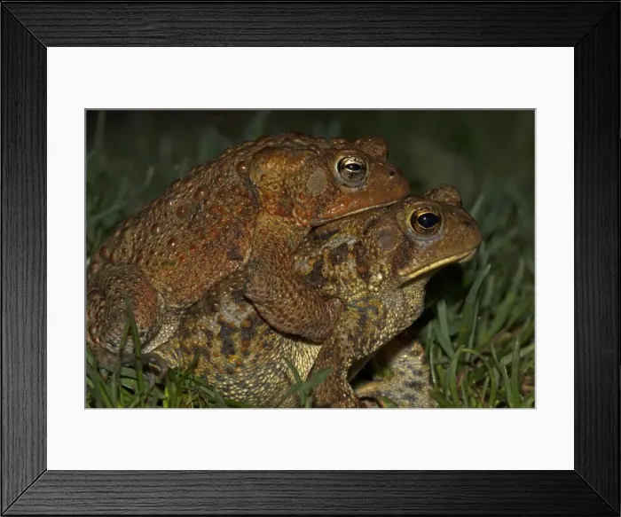 Framed Print : Picture No. 11050003 Framed Print : Picture No. 11050003
