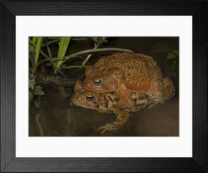 Framed Print : Picture No. 11050004 Framed Print : Picture No. 11050004