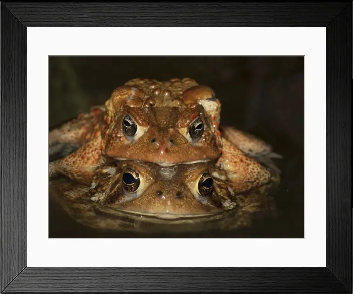 Framed Print : Picture No. 11050005 Framed Print : Picture No. 11050005