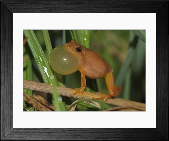 Framed Print : Picture No. 11050006 Framed Print : Picture No. 11050006