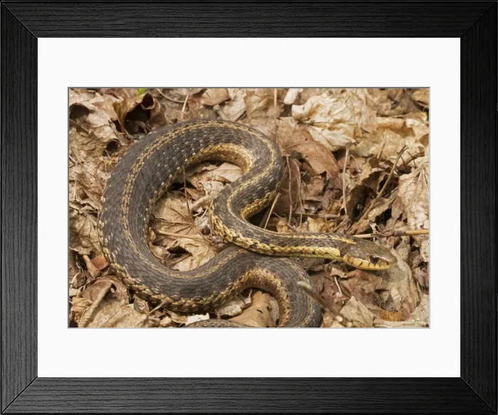 Framed Print : Picture No. 11050007 Framed Print : Picture No. 11050007