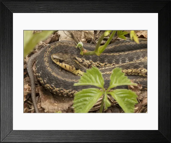 Framed Print : Picture No. 11050008 Framed Print : Picture No. 11050008