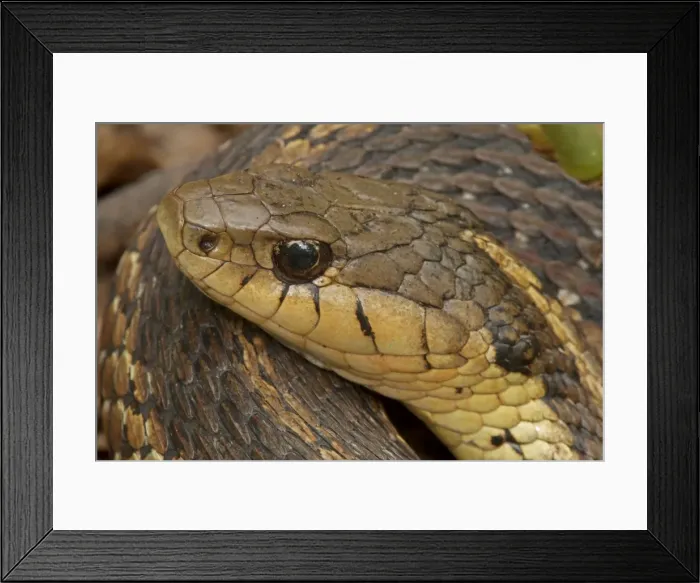 Framed Print : Picture No. 11050009 Framed Print : Picture No. 11050009