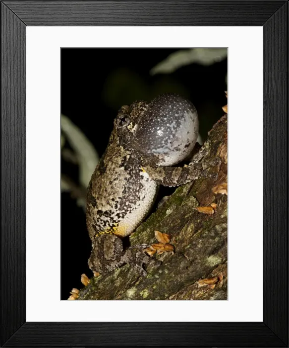 Framed Print : Picture No. 11050010 Framed Print : Picture No. 11050010