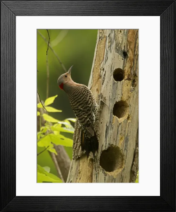 Framed Print : Picture No. 11050011 Framed Print : Picture No. 11050011