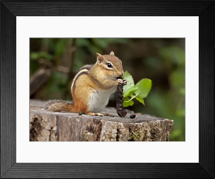 Framed Print : Picture No. 11050012 Framed Print : Picture No. 11050012