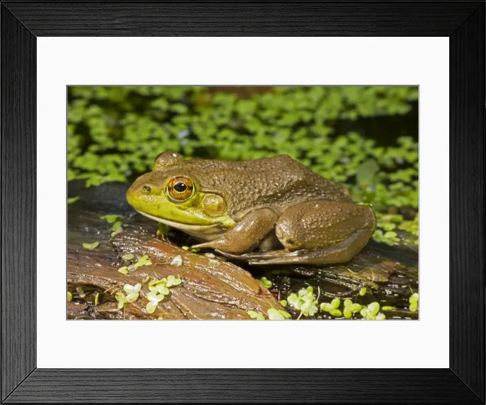 Framed Print : Picture No. 11050015 Framed Print : Picture No. 11050015