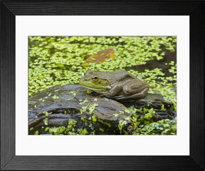 Framed Print : Picture No. 11050016 Framed Print : Picture No. 11050016