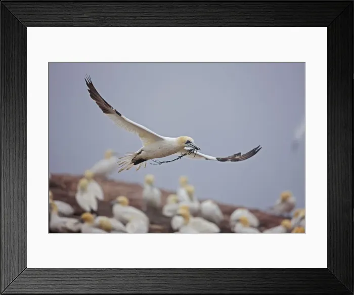 Framed Print : Picture No. 11050017 Framed Print : Picture No. 11050017