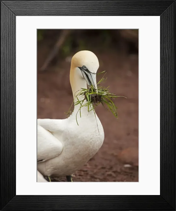 Framed Print : Picture No. 11050018 Framed Print : Picture No. 11050018