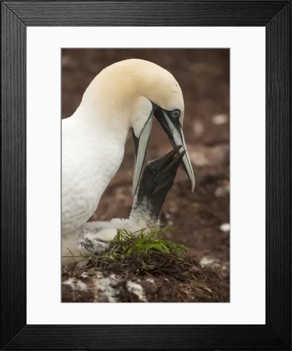 Framed Print : Picture No. 11050019 Framed Print : Picture No. 11050019