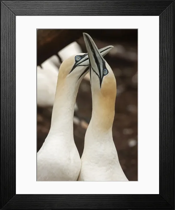 Framed Print : Picture No. 11050020 Framed Print : Picture No. 11050020
